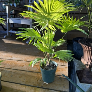 Rare Palm Ranch Saribus rotundifolius
