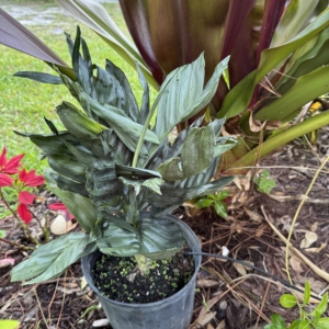 Rare Palm Ranch Chamaedorea metallica