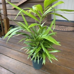 Rare Palm Ranch Chrysalidocarpus oembanus