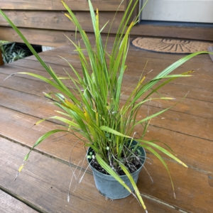 Rare Palm Ranch Phoenix roebelenii