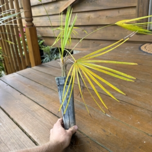 Rare Palm Ranch Coccothrinax hioramii