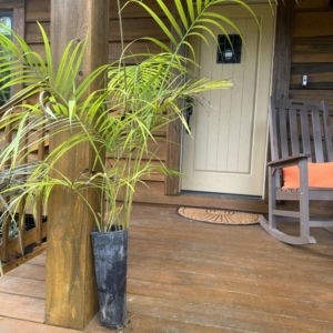 Rare Palm Ranch Heyerospathe elata var elata