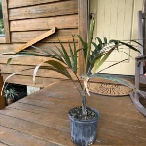 Rare Palm Ranch Dictyosperma album var. album