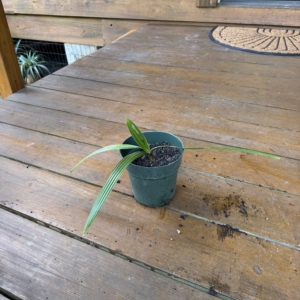 Rare Palm Ranch Copernicia macroglossa