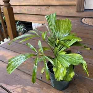 Rare Palm Ranch Arenga tremula