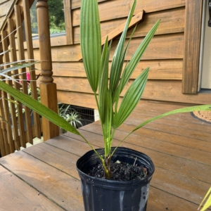 Rare Palm Ranch Chamaerops vulcano