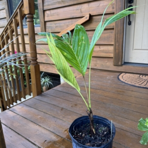 Rare Palm Ranch Actinorhytis calapparia