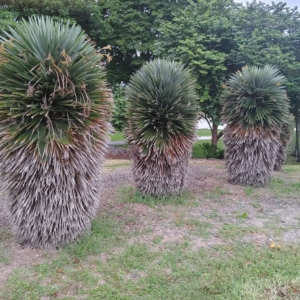 Hemithrinax