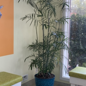Bamboo Palm at vet