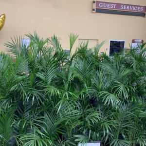 Giant Eagle Majesty Palms