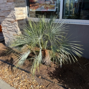 Rare Palm Ranch Mediterranean Fan Palm Bkue