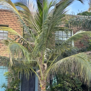 My coconut palm