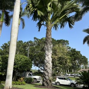 Along the Gulf of Mexico in Naples