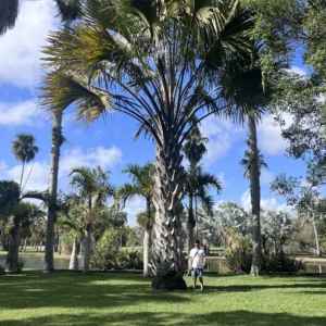 Black trunked palm, biggest in africa