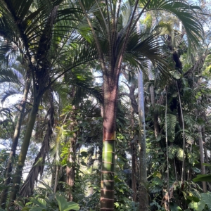 Photo from Fairchild botanical garden