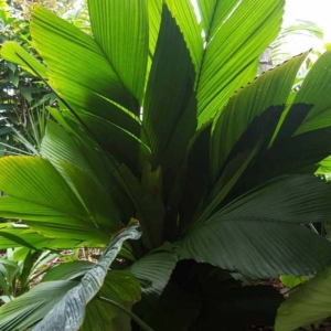 David Parker Iguanurra wallichiana
