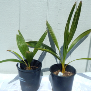 Jungle Music Brahea edulis 1