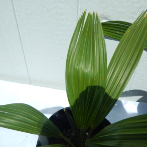 Jungle Music Brahea edulis 2