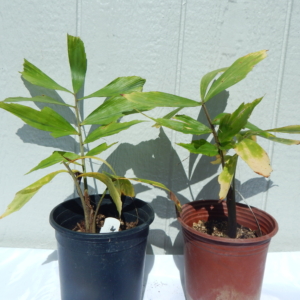 Jungle Music Caryota urens 1
