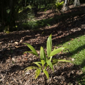 Leopoldinia pulchra at Singapore Botanic Gardens