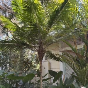 Leu Gardens Ravenea hillenbrandtii