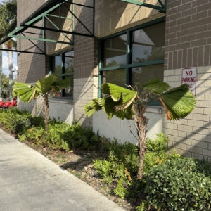 Rare Palm Ranch Licuala grandis at retail