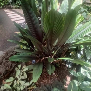 David Parker Licuala sallehana