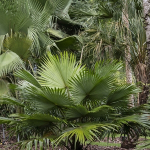 Livistona jekinsiana at Singapore Botanic Gardens