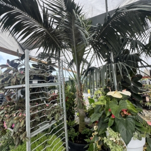 Luke Peddicord Kentia Palm 1