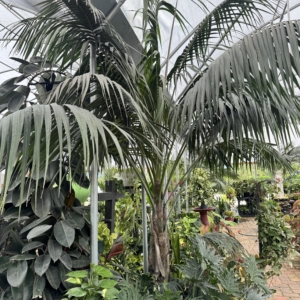 Luke Peddicord Kentia Palm 2