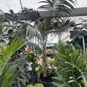 Luke Peddicord Kentia Palm 3