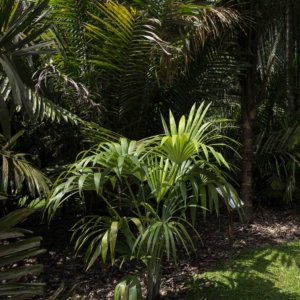 Mauritiella macroclada at Singapore Botanic Gardens