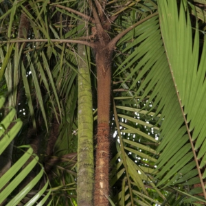 Oncosperma gracilipes