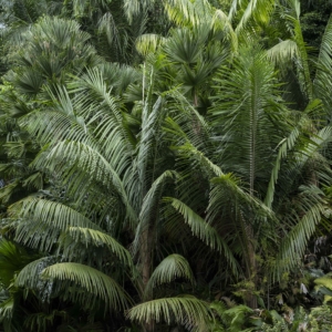 Orania paraguanensis at Singapore Botanic Gardens