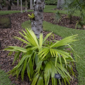 Pholidocarpus ihur at Singapore Botanic Gardens