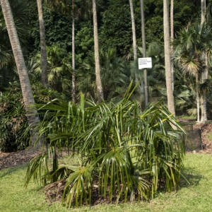Pholidocarpus majadum at Singapore Botanic Gardens