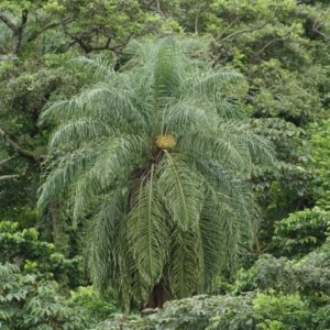 Pierre Olivier Albano Acrcomia aculetea