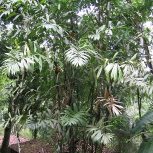 Pierre Oliver Albano Bactris mexicana 1