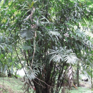 Pierre Oliver Albano Bactris mexicana 2