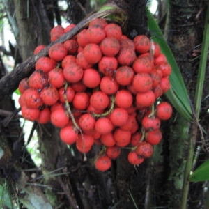 Pierre Oliver Albano Bactris mexicana seeds