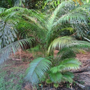 Pierre Olivier Albano Rhopaolblaste singaporensis