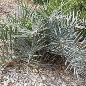 Pierre Olivier Albano Syagrus microphylla 1