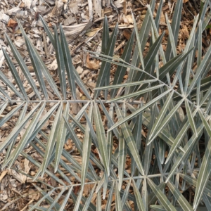 Pierre Olivier Albano Syagrus microphylla 2