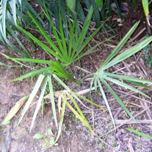 Pierre Olivier Albano Trachycarpus nanus 1