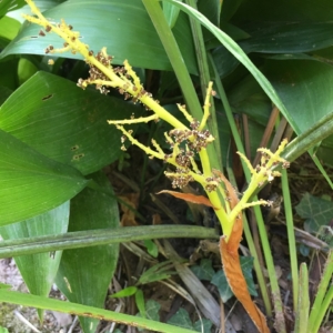 Pierre Olivier Albano Trachycarpus inflorescence