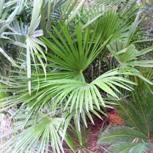 Pierre Olivier Albano Trachycarpus takil 1