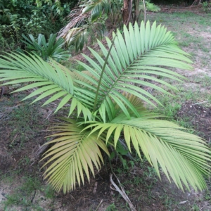 Pierre Olivier Albano Calyptrocalyx spicatus