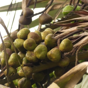 Pierre-Olivier Albano Hyphaene guineensis fruit