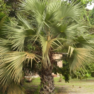 Pierre-Olivier Albano Hyphaene guineensis