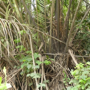 Pierre-Olivier Albano Raphia hookeri